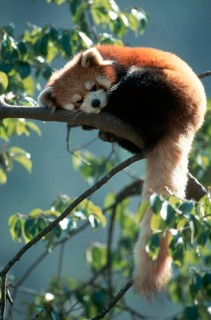 Red panda (Ailurus fulgens), cat bear