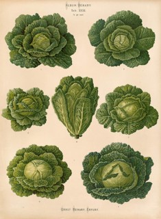 Vegetables, cabbage, savoy cabbage, after Ernst Samuel Benary (10 November 1819, 19 February 1893),
