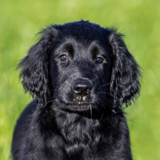 Black flat-coated retriever, cute 9-week-old puppy standing in field, gundog, hunting dog breed