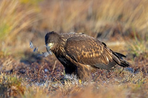 White-tailed eagle, Eurasian sea eagle, erne (Haliaeetus albicilla) juvenile eating from dead hare