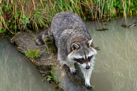 Common raccoon, North American racoon (Procyon lotor) crossing stream, rivulet over fallen tree