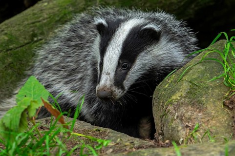 European badger (Meles meles) four months old cub emerging from badger sett under fallen tree trunk