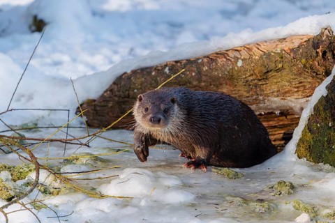 On a sunny day, an otter (Lutra lutra) leaves the river through a hole in the ice hidden under the