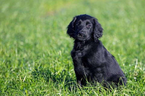 Black flat-coated retriever, cute 9-week-old puppy sitting in field, gundog, hunting dog breed