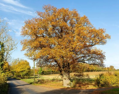 Large mature oak tree, Quercus Robur, orange autumnal leaf, Boulge, Suffolk, England, UK