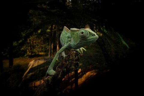 Subspecies of the Parson's chameleon (Calumma parsonii parsonii cristifer) in the rainforests of