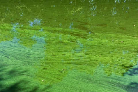 Sample of algae in the castle pond Großkmehlen, Ortrand, Brandenburg, Germany, Europe
