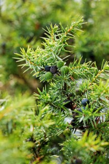 Close-up of green and blue juniper cones, Lüneburg Heath, Lower Saxony, Germany, Europe