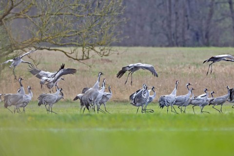 Crane (Grus grus), flock landing in a meadow during migration, a group of cranes in a meadow, some