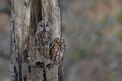 Pair of tawny owls (Strix aluco) in a tree trunk, Wittlich, Germany, Europe
