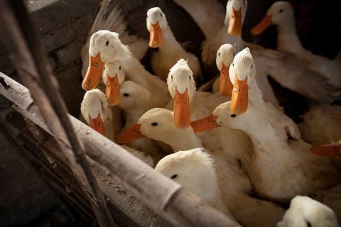 Ducks ready for slaughter at the duck breeding station Jiang Su Xiang Gui Breeding Co. Ltd, Xiang
