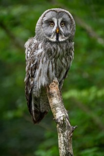 Great grey owl (Strix nebulosa), Parc Animalier de Sainte-Croix, Natural Park, near Rhodes,