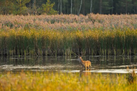 Red deer in a pond, Upper Lusatian Heath and Pond Landscape Biosphere Reserve, Red deer, Cervus