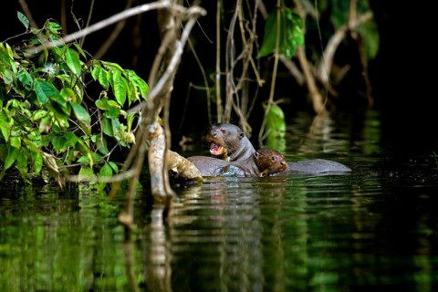 Giant Otter (pteronura brasiliensis), Mother with Pup in The Madre De Dios River, Manu Reserve in