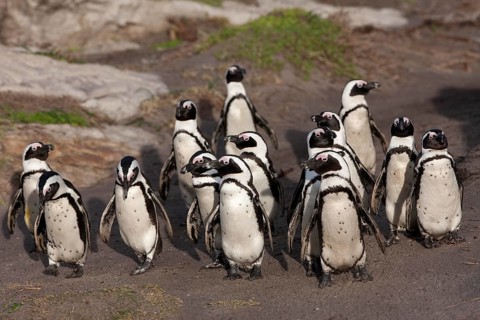 JACKASS PENGUIN OR AFRICAN PENGUIN (spheniscus demersus), GROUP WALKING TO SHORE, BETTY'S BAY IN