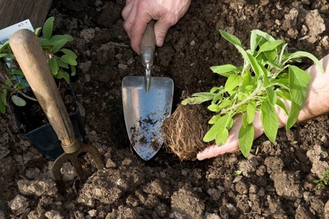 Sage is planted, shovel