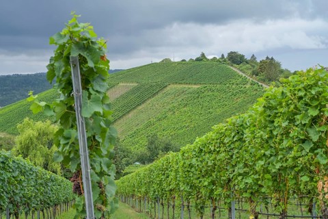 Vineyard Untertürkheimer Mönchberg, Untertürkheim, Stuttgart, Baden-Württemberg, Germany, Europe