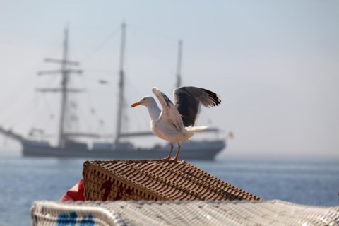 Seagull taking off