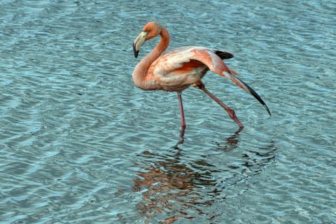 Caribbean, Bonaire, greater flamingo (Phoenicopterus roseus), ABC Islands