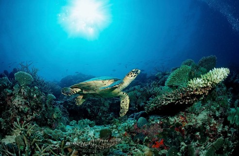 Hawksbill sea turtle over coral reef, Hawksbill Turtle over Coral Reef, Eretmochelys imbricata, sea