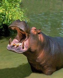 Hippopotamus (hippopotamus amphibius), Adult Yawning, with Open Mouth
