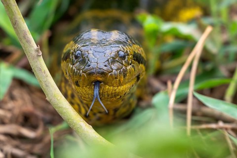 Yellow anaconda (Eunectes notaeus), also known as Paraguay anaconda or southern anaconda, boa
