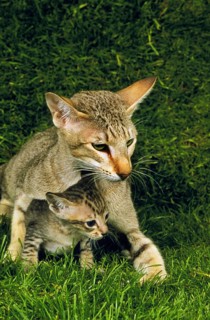 Oriental domestic cat, female with kittens on grass