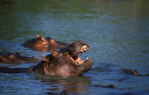 Hippopotamus (hippopotamus amphibius), Adult yawning in Mara River, Masai Mara Park in Kenya