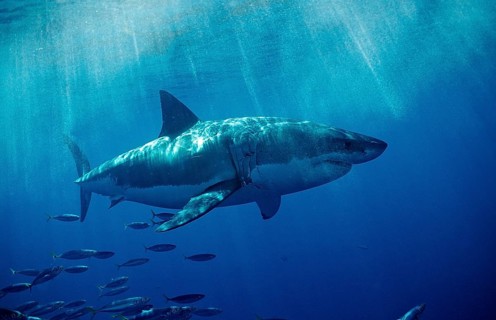 Great white shark, Carcharodon carcharias, USA, California, Pacific Ocean, Farallon Islands, San