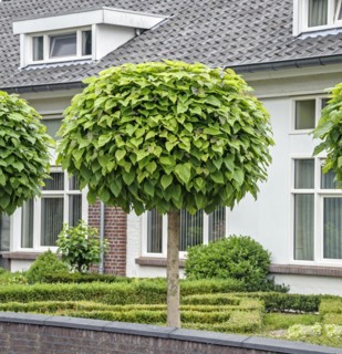 Ball trumpet tree (Catalpa bignonioides 'Nana'), Cuijk, Noord-Brabant, Netherlands