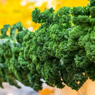 Oldenburg Kale