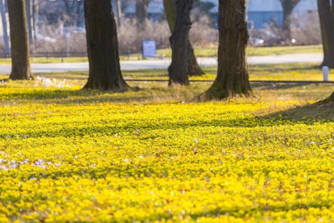 Blooming crocuses and winter aconites on the meadows in the Baroque Park Großer Garten, Dresden,