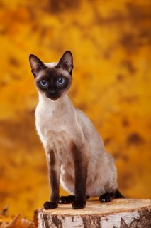 Siamese cat (old type), seal-point, Thai cat, Siamesin