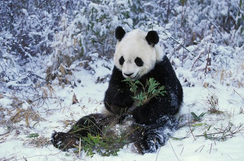 Giant Panda (ailuropoda melanoleuca), Adult sitting on Snow, Eating Bamboo, Wolong Reserve in China