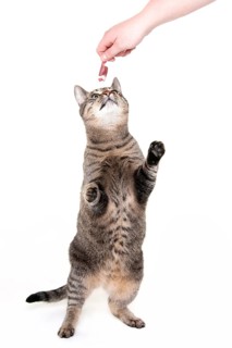 Domestic cat, tabby, gets treats, raw feeding, BARF, barf, raw food, chicken heart