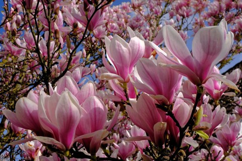 Tulip magnolia (Magnolia soulangeana) flowers, garden, Grebenstein, Hesse