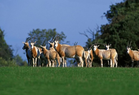Scimitar Horned Oryx (oryx dammah), Herd, This Specy is now Extinct in the Wild