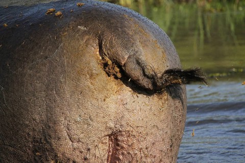Hippopotamus (hippopotamus amphibius), Adult scattering Shit with Tail, Khwai River, Moremi