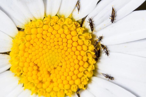 Fransenfluegler, Thysanoptera, Thrips