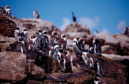 African penguins, Spheniscus demersus, South Africa, Addo Elephant National Park, St. Croix, Port