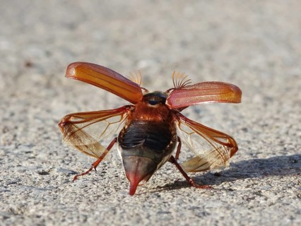 Cockchafer shortly in front of take-off with folded up cover wings and unfolded skin wings