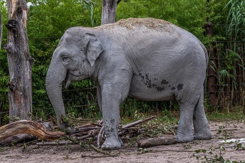 Asian elephant (Elephas maximus) at Zurich Zoo, Zurich, Germany, Europe
