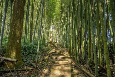 Forest, Japanese cedar, bamboo forest, hiking trail Cloud trail, Mist trail, mountain landscape in
