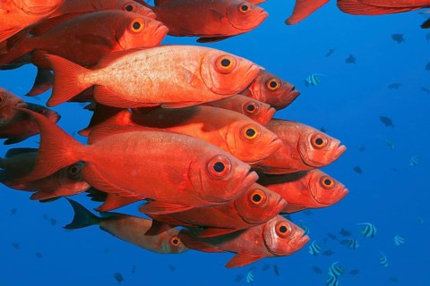 Shoal of reef bigeyes, Priacanthus hamrur, North Male Atoll, Indian Ocean, Maldives, Asia