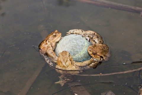 Common Toads (Bufo bufo) clinging tennis ball, Bavaria, Germany, mating season, Europe