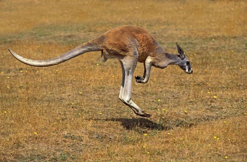 RED KANGAROO (macropus rufus), MALE MOVING ON DRY GRASS, AUSTRALIA