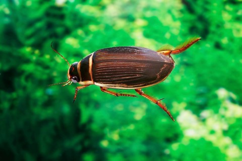 Large great diving beetle (dytiscus marginalis), adult in water, Normandy