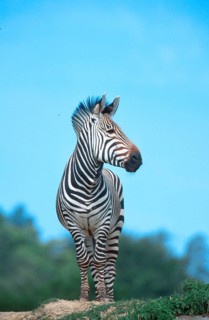 Hartmann's Mountain Zebra (Equus zebra hartmannae), stallion, hartmann's mountain zebra (mammals)