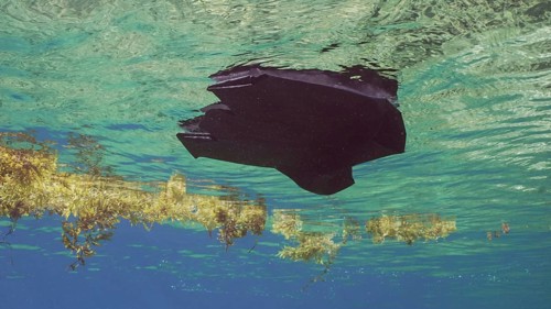 Close-up of disposable black plastic bag drifts with scraps of Seaweed Brown (Sargassum) on surface