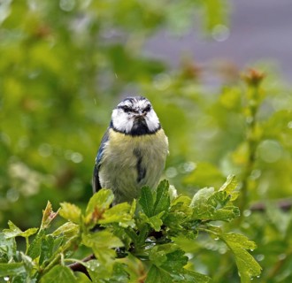 Small garden bird adult BlueTit in rain with Food for young